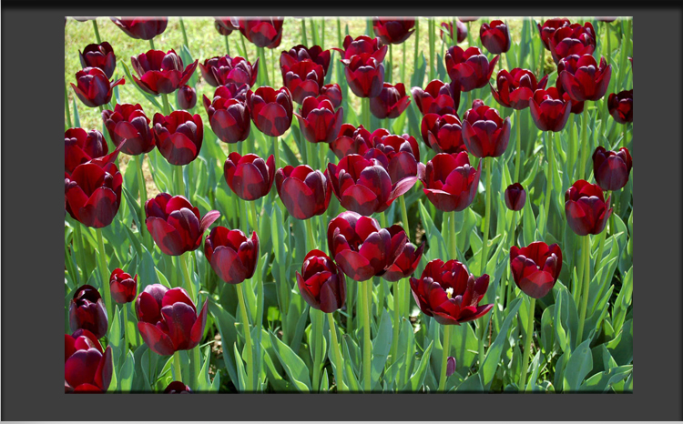 Tulip Festival in Emirgan Park