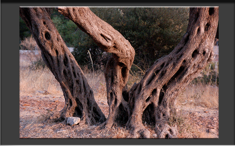 Old Tree, Detail Nature